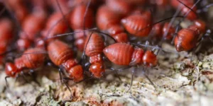 Termite Treatment Sydney: Effective Solutions to Protect Your Home