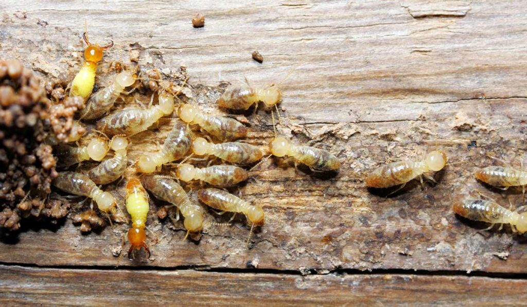 Termite Inspection Sydney: What to Expect and Why It’s Important