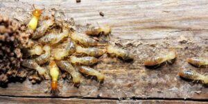 Termite Inspection Sydney: What to Expect and Why It’s Important