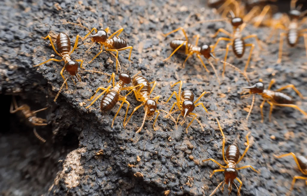 Termite Inspection Sydney: What to Expect and Why It’s Important
