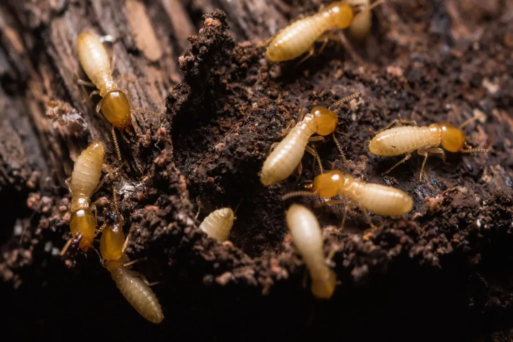 Termite Inspection Sydney: What to Expect and Why It’s Important