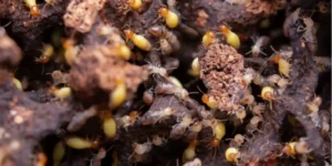 What’s the Difference Between Termite Control Sydney and Prevention?