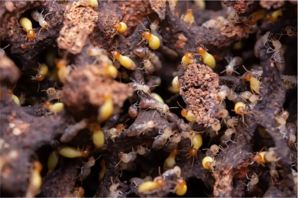 Termite control Sydney