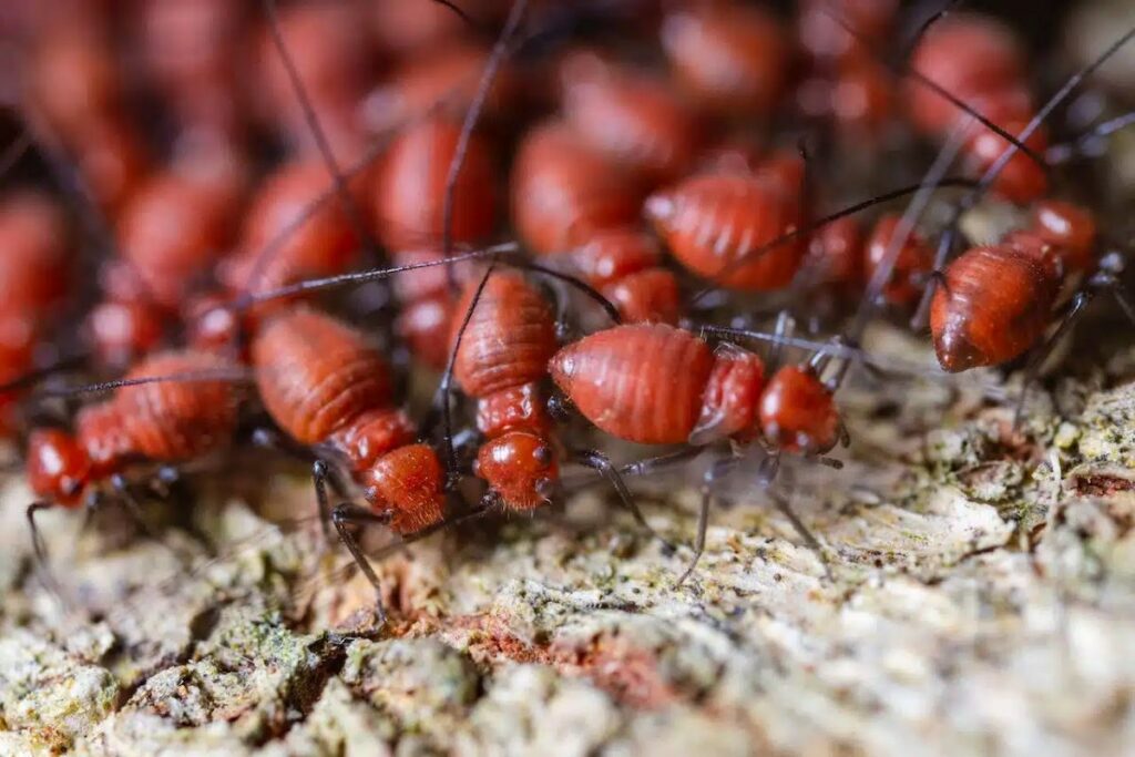 pest control Dural