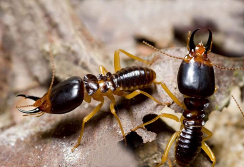 Termite control Sydney